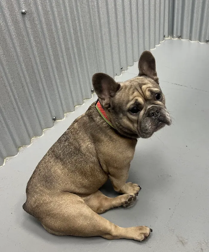 Healthy Pets Urgent Care 12