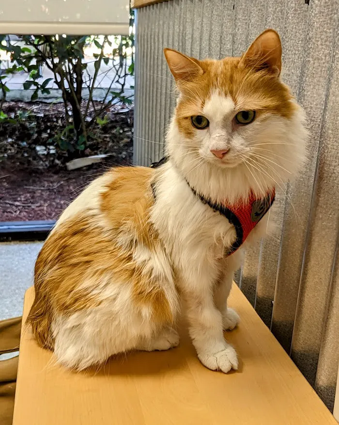 Healthy Pets Urgent Care 12