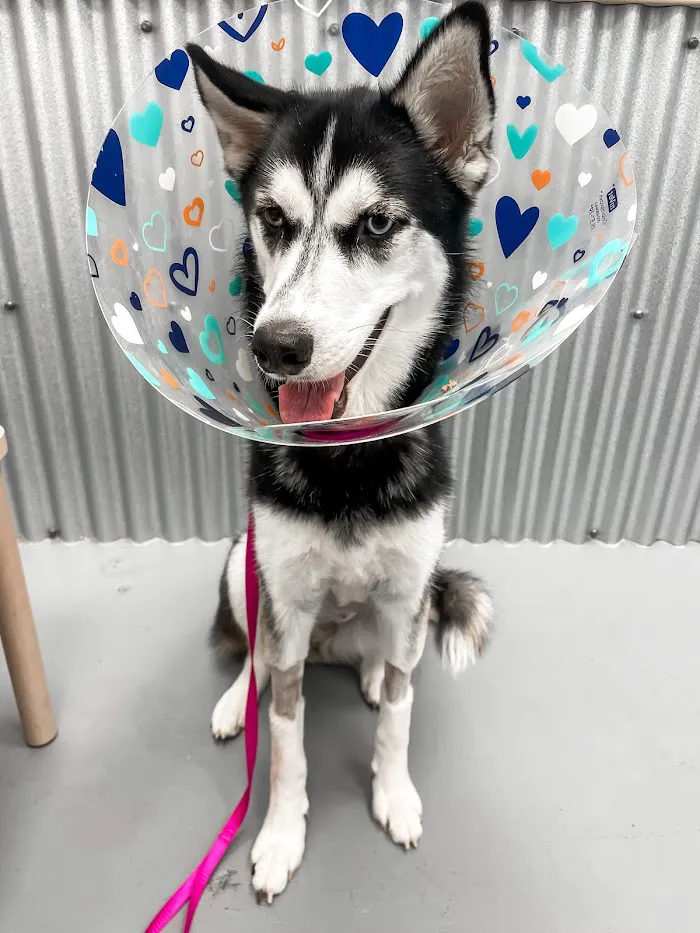 Healthy Pets Urgent Care 12