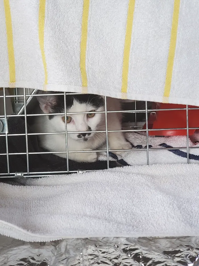 Oviedo Veterinary Care and Emergency 7