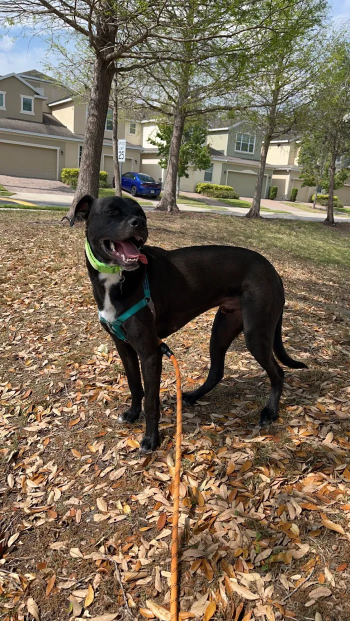 Oviedo Veterinary Care and Emergency 9
