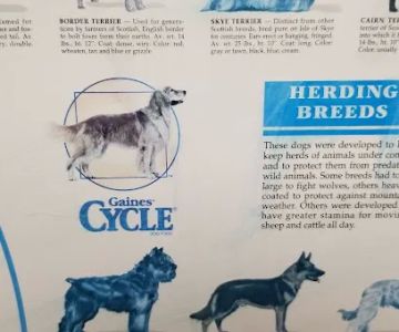 Lake Mary Veterinary Clinic