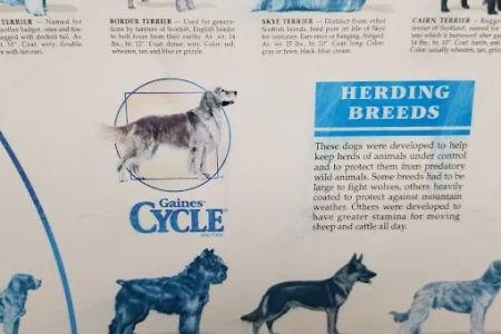 Lake Mary Veterinary Clinic