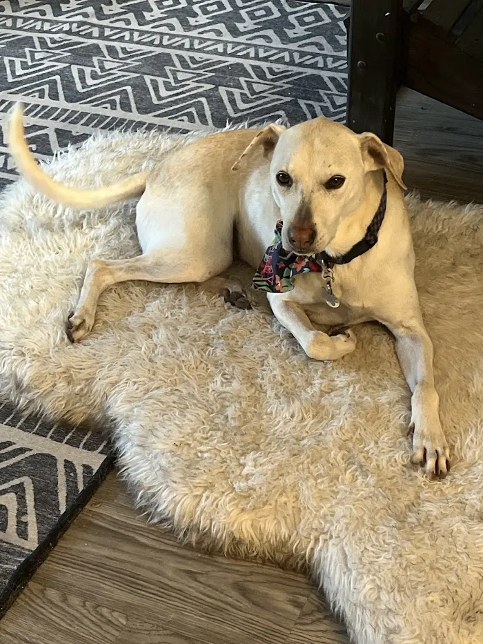 Petfolk Veterinary & Urgent Care - Altamonte Springs 8