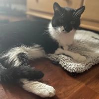 Petfolk Veterinary & Urgent Care - Altamonte Springs ico