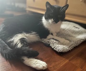 Petfolk Veterinary & Urgent Care - Altamonte Springs
