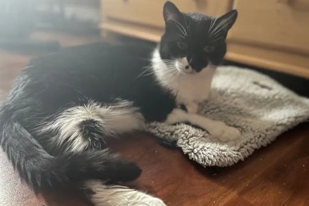 Petfolk Veterinary & Urgent Care - Altamonte Springs