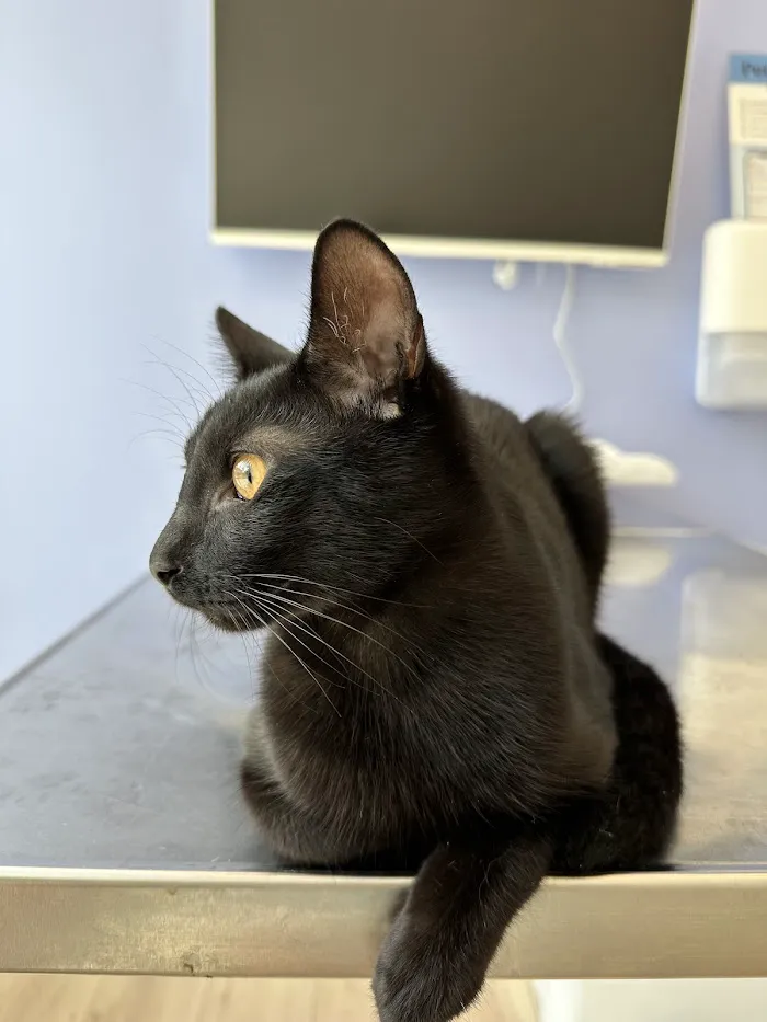 Petfolk Veterinary & Urgent Care - Altamonte Springs 5