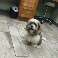 Forest City Veterinary Clinic ico