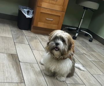 Forest City Veterinary Clinic