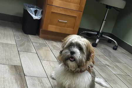 Forest City Veterinary Clinic