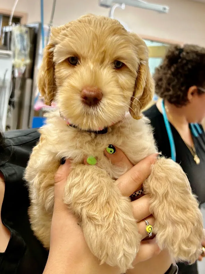 Markham Woods Animal Hospital 12