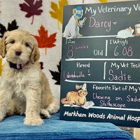 Markham Woods Animal Hospital ico