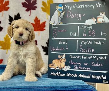 Markham Woods Animal Hospital