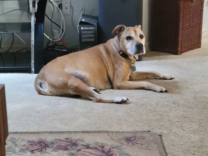 Markham Woods Animal Hospital 12