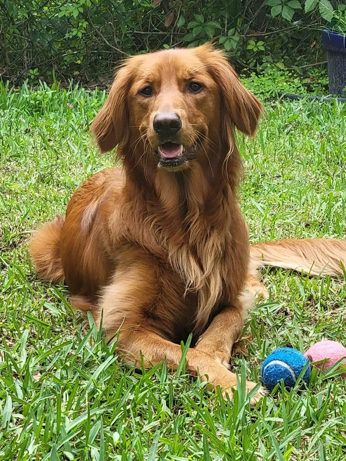 Maitland Animal Hospital 12