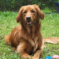 Maitland Animal Hospital ico