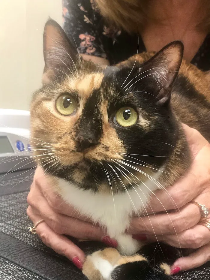Maitland Animal Hospital 12