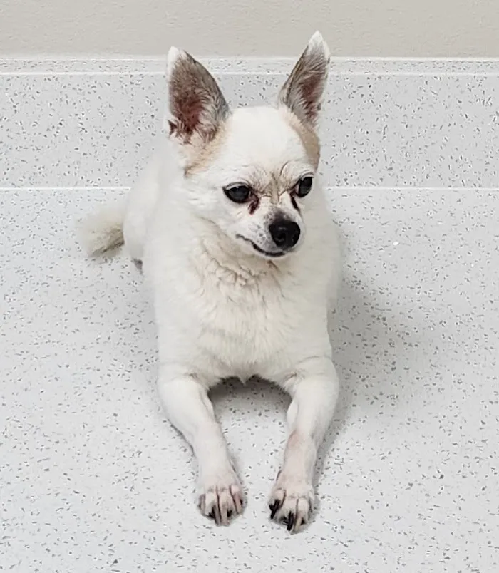 Maitland Animal Hospital 12