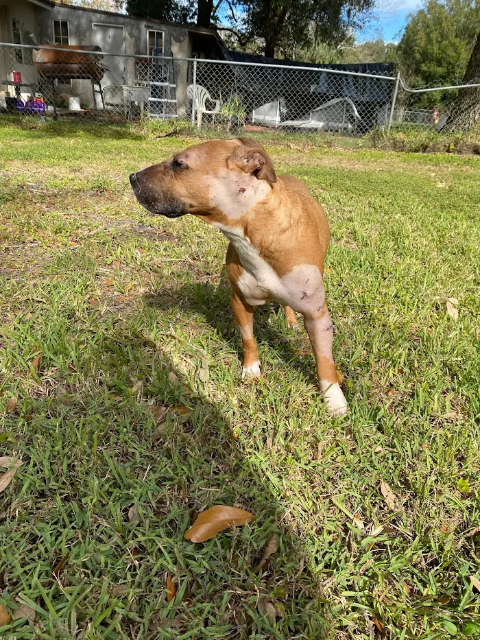 Maitland Animal Hospital 12