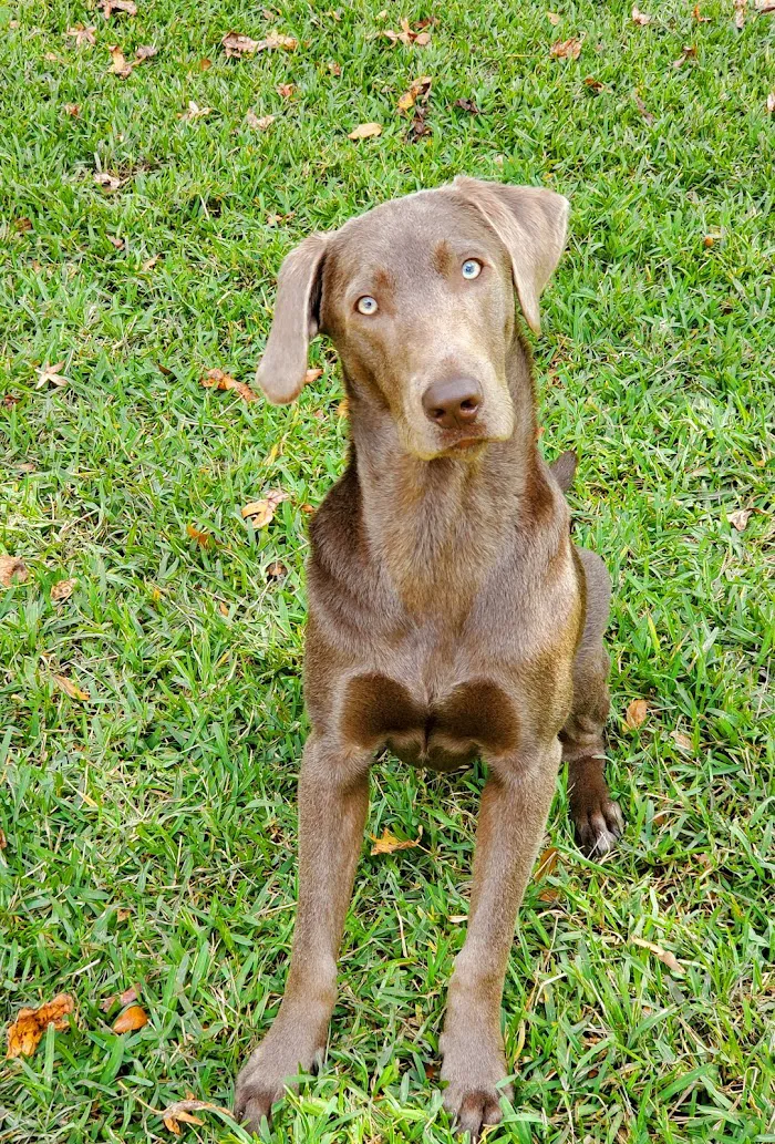 Maitland Animal Hospital 12
