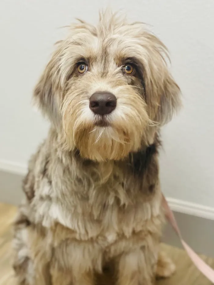 Maitland Animal Hospital 12
