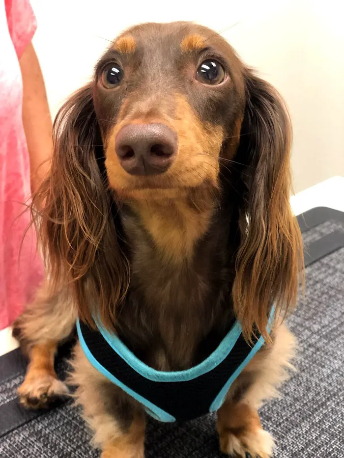 Maitland Animal Hospital 12