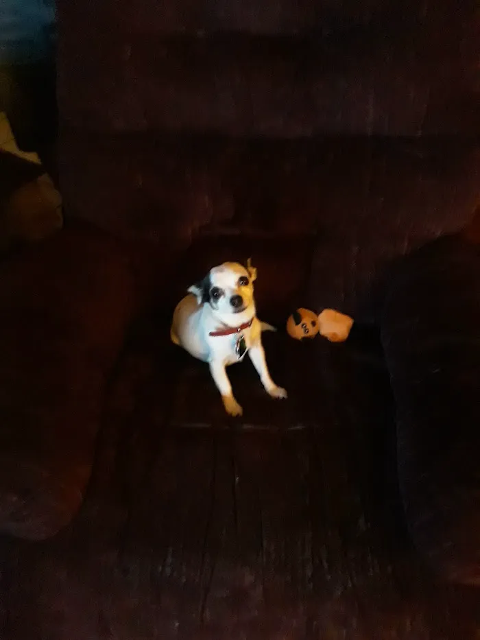 South Seminole Animal Hospital: Mckinniss R J DVM 1