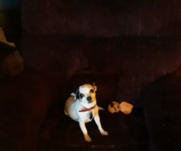 South Seminole Animal Hospital: Mckinniss R J DVM