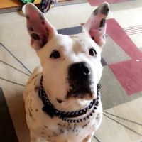 Animal Clinic of Casselberry ico