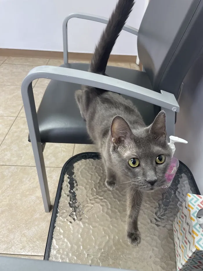 South Seminole Animal Hospital 12