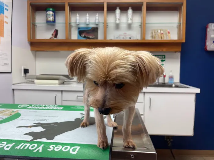 South Seminole Animal Hospital 12