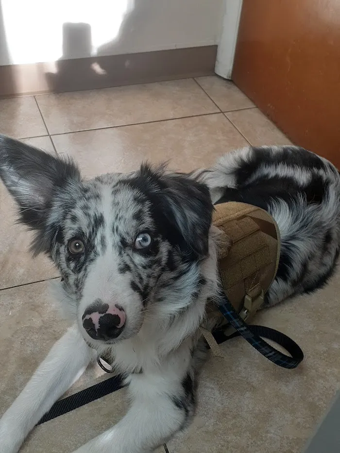 South Seminole Animal Hospital 12