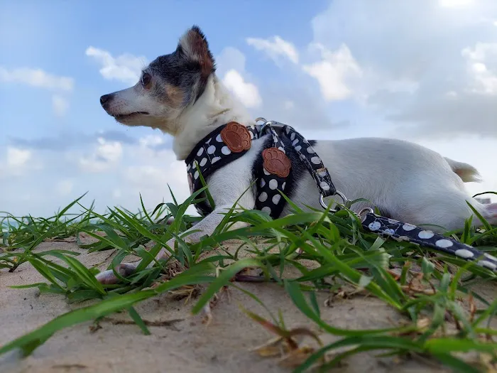 South Seminole Animal Hospital 12