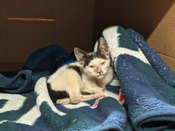 South Seminole Animal Hospital 12
