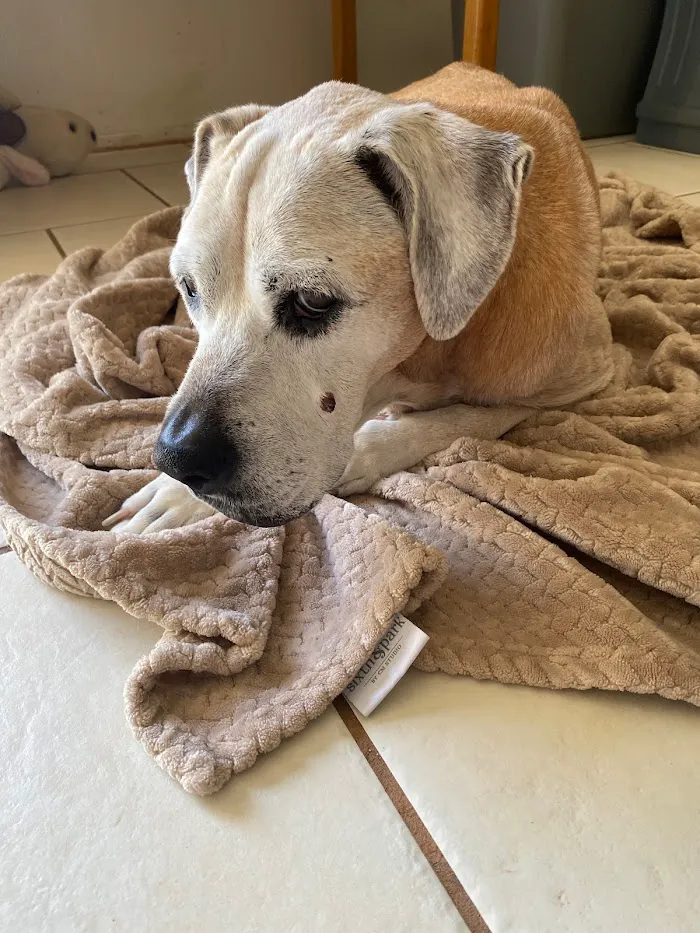 Altamonte Veterinary Hospital 12