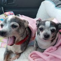 Altamonte Veterinary Hospital ico