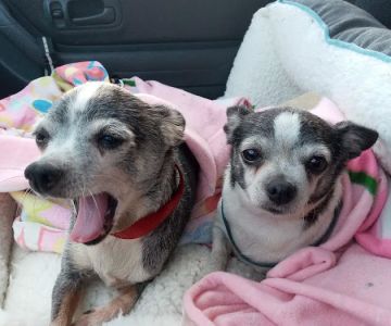 Altamonte Veterinary Hospital
