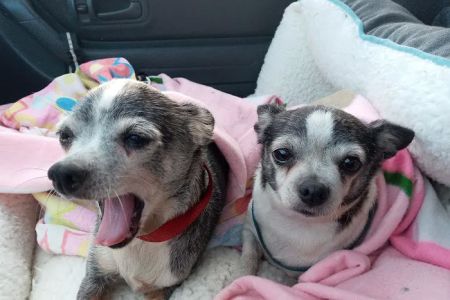 Altamonte Veterinary Hospital