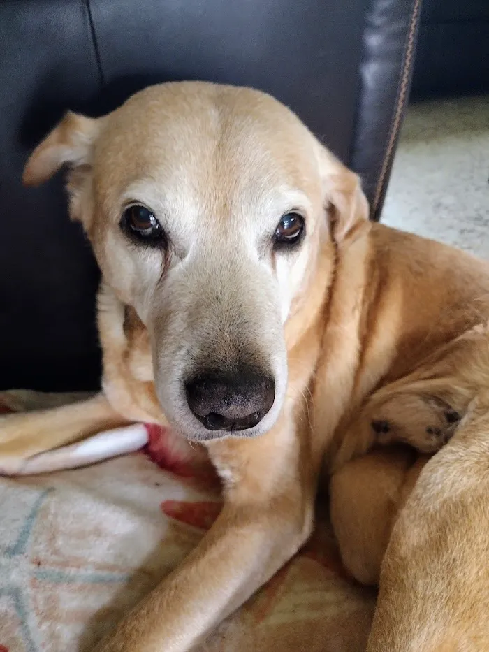 Luv-N-Care Animal Hospital 5
