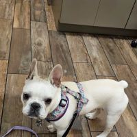 Luv-N-Care Animal Hospital ico