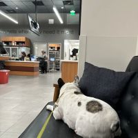Veterinary Emergency Group ico