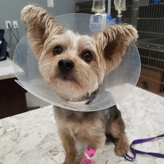 Cornerstone Veterinary Center 12