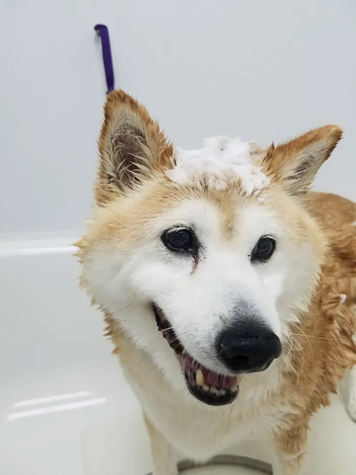 Cornerstone Veterinary Center 12