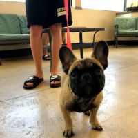Longwood Veterinary Clinic ico