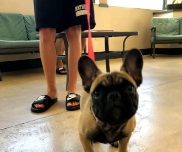 Longwood Veterinary Clinic