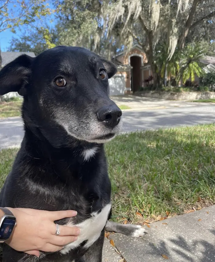 Winter Springs Veterinary Clinic 12