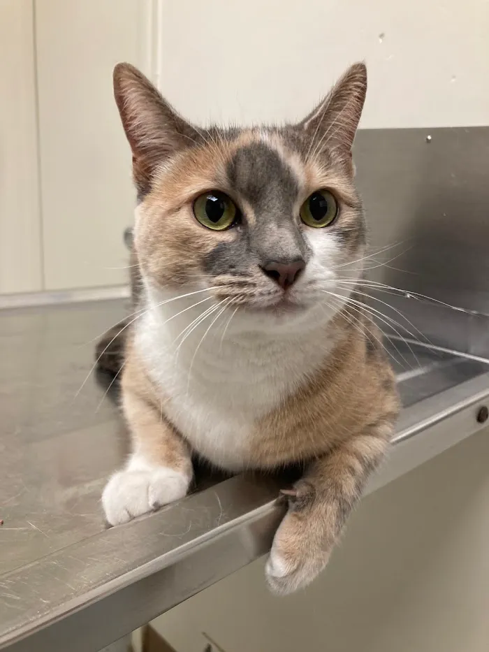 Winter Springs Veterinary Clinic 12