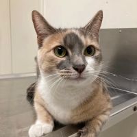 Winter Springs Veterinary Clinic ico