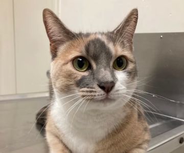 Winter Springs Veterinary Clinic